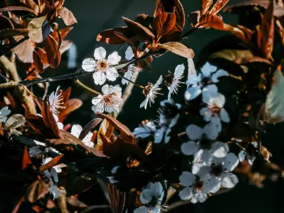 Kineko Casino Mobile App